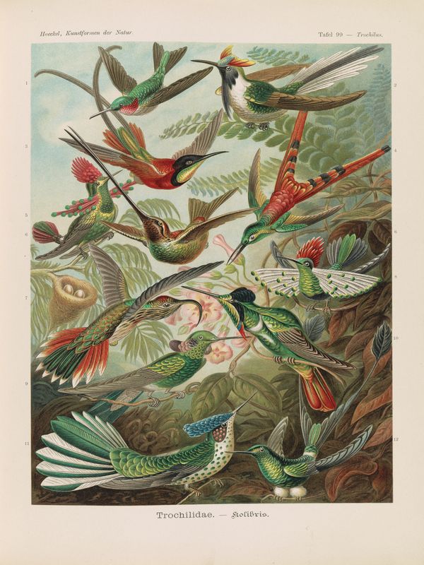 Plakat Kolibry