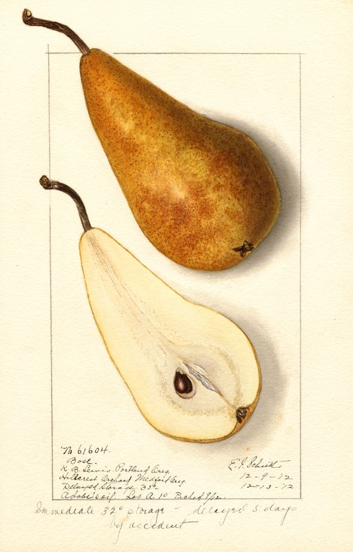 Plakat Gruszka
