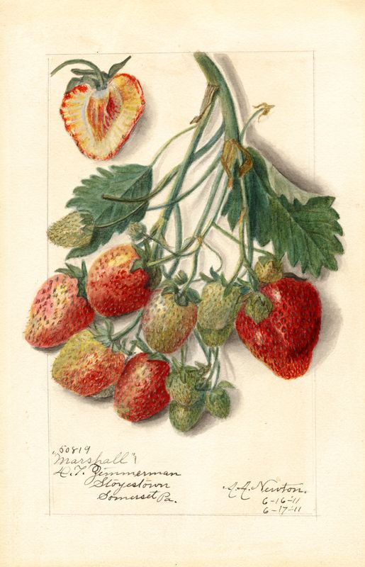 Plakat Truskawki