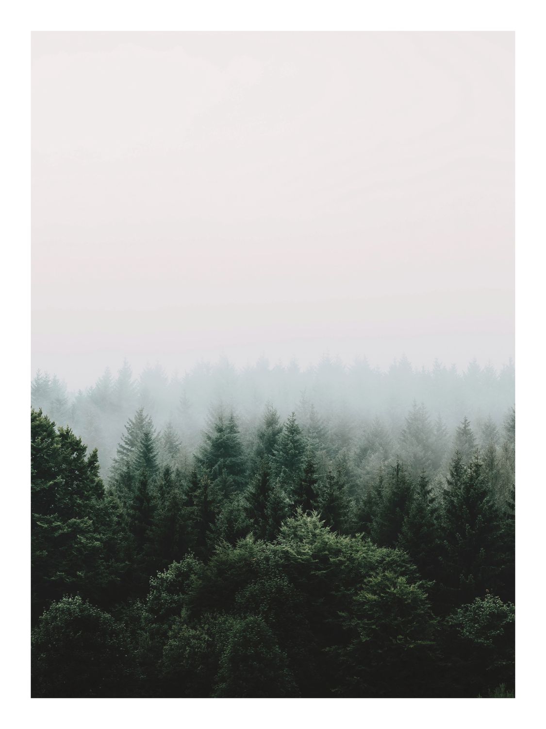 Plakat Leśna mgła
