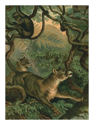 Plakat J.G. Wood III