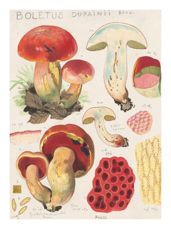 Plakat Boletus Dupainii