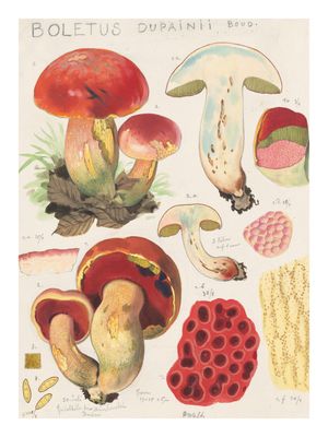 Plakat Boletus Dupainii