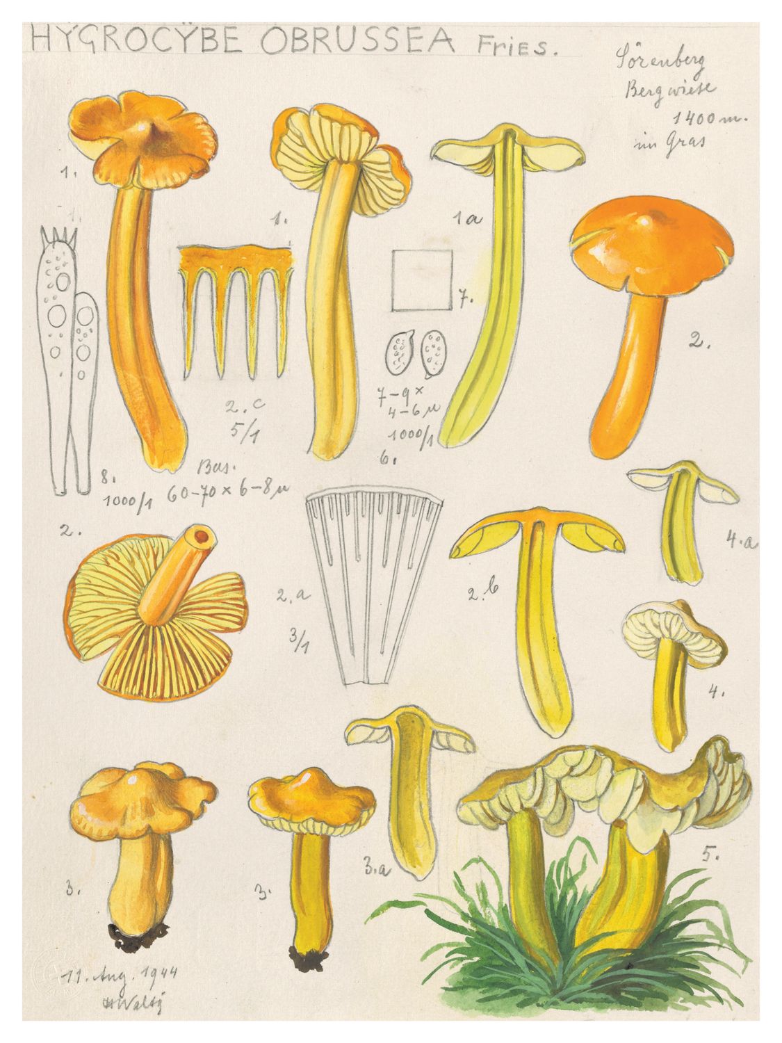 Plakat Hygrocybe Obrussea