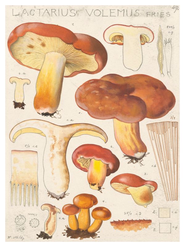 Plakat Lactarius Volemus