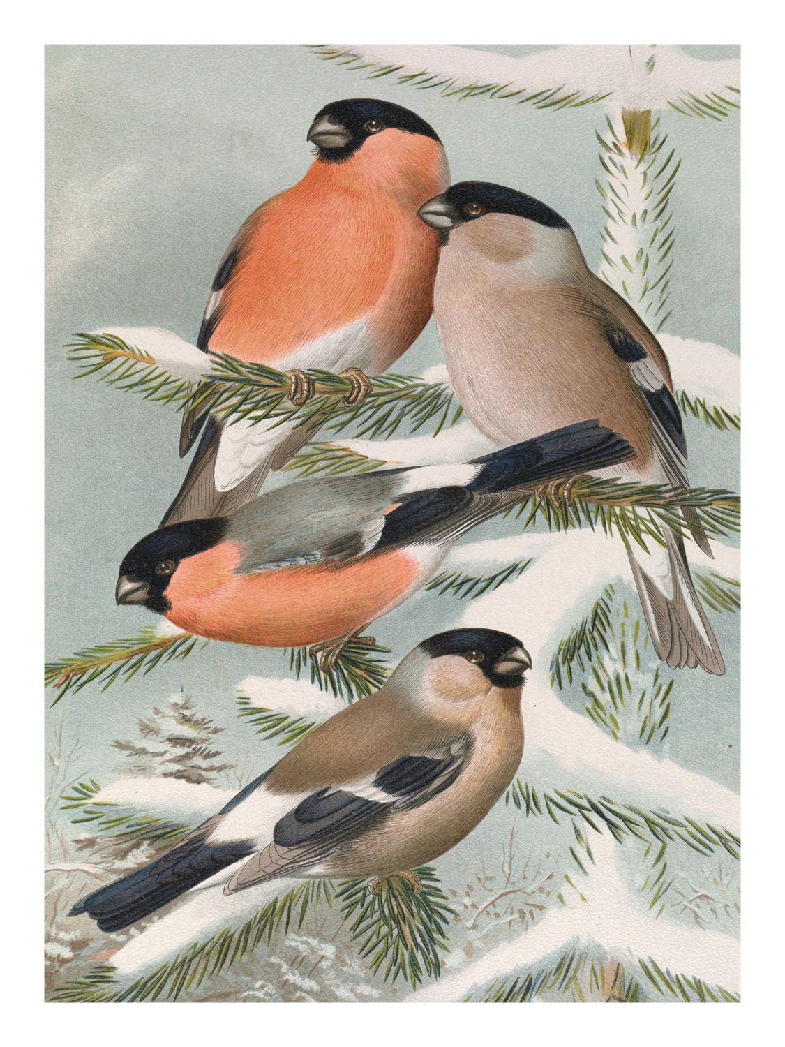 Plakat Gile na gałązce