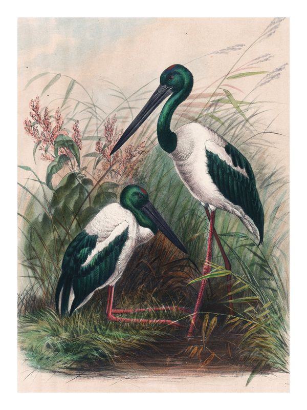 Plakat Bociany