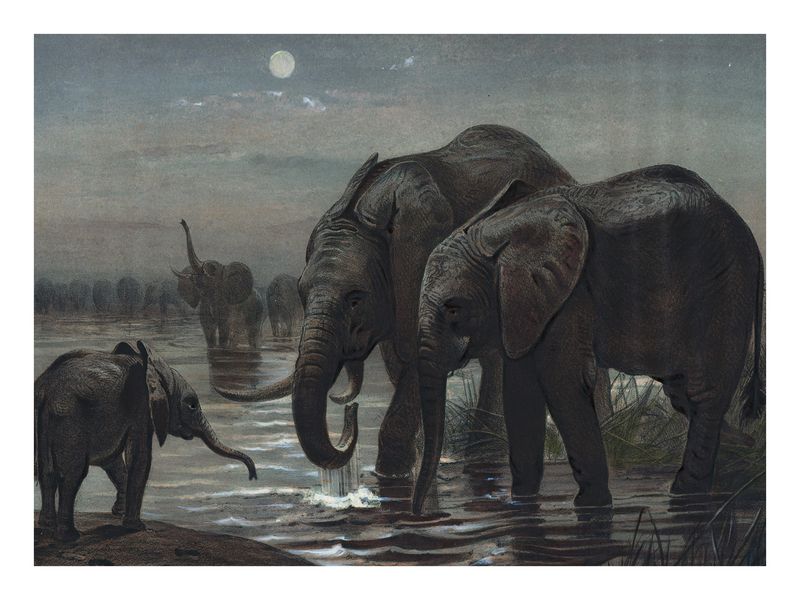 Plakat Słonie