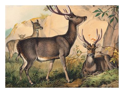 Plakat Jelenie w Lesie