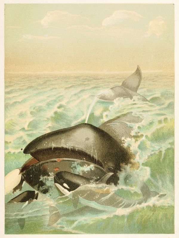 Plakat Orki w Oceanie