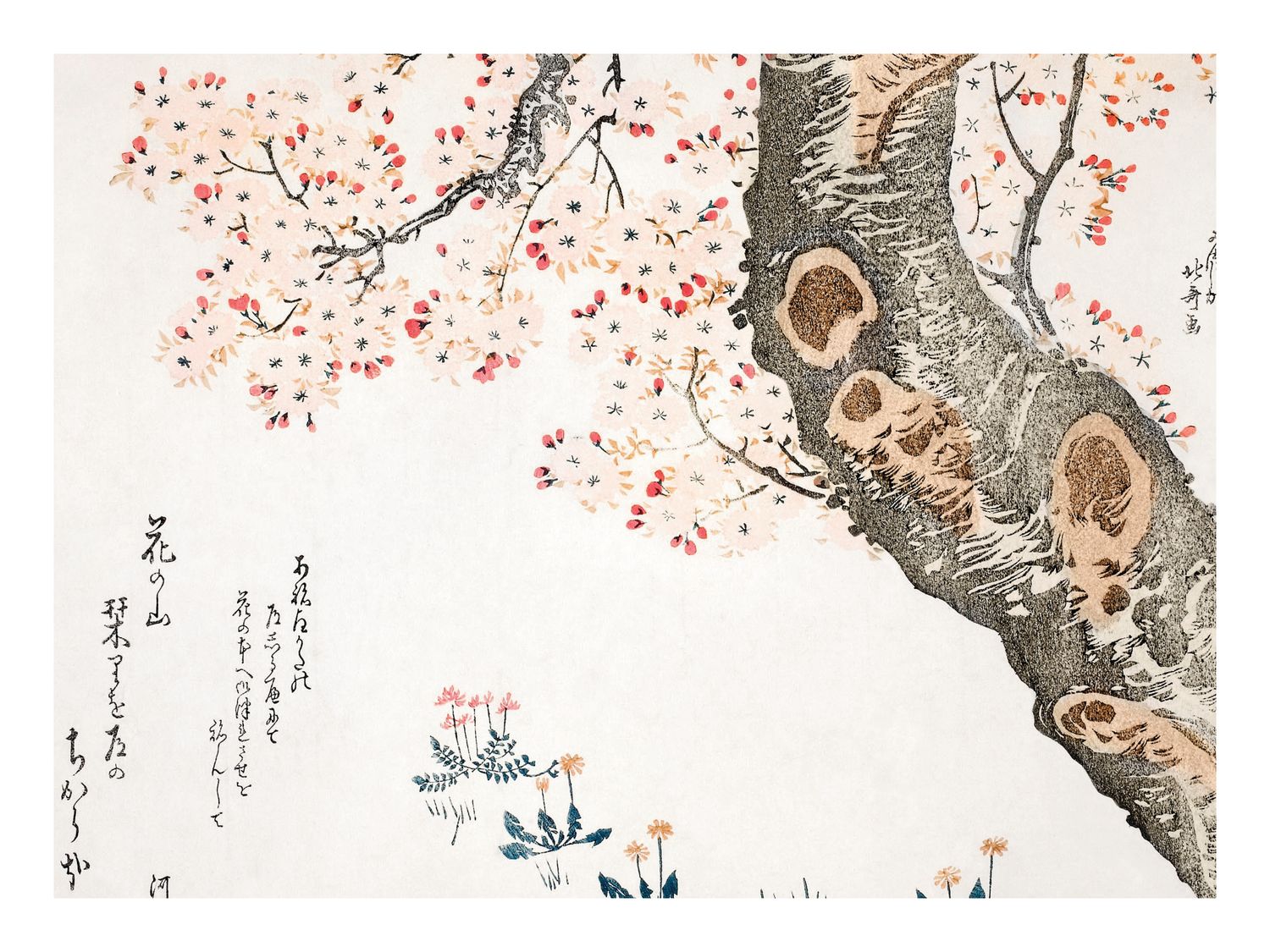 Plakat Kwitnące drzewo – Ito Jakuchu