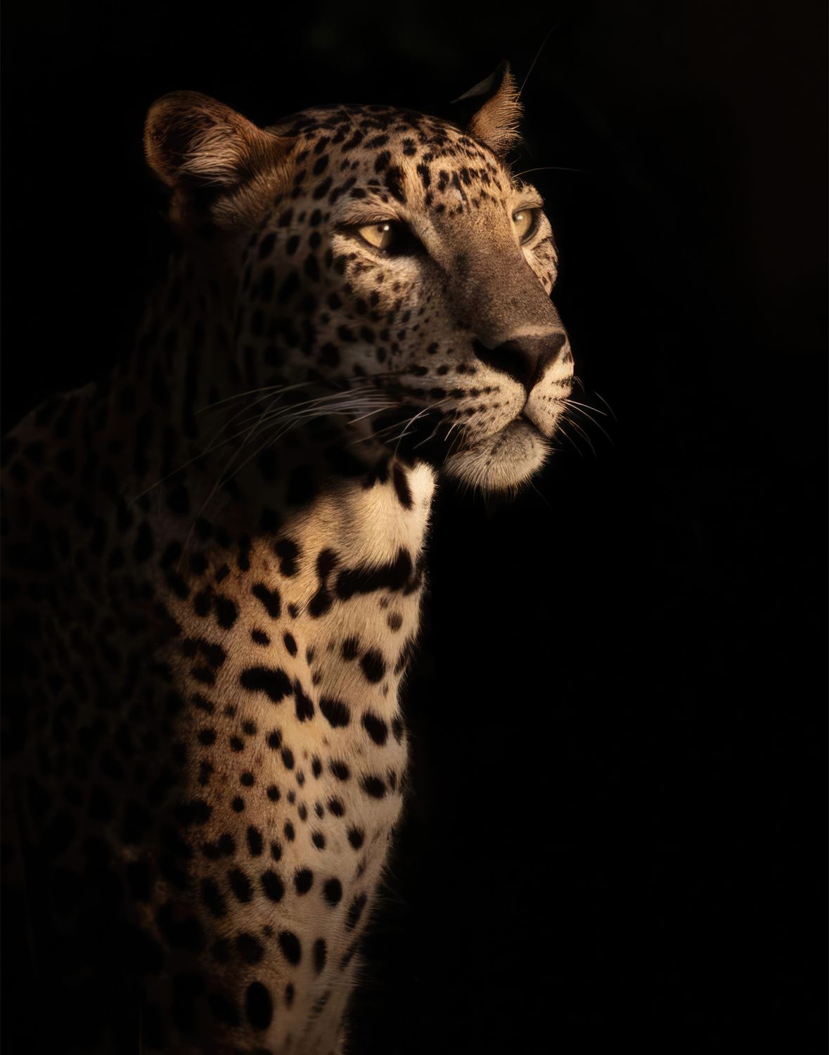 Plakat Leopard in the Dark