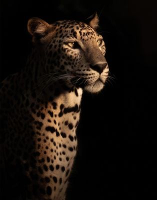 Plakat Leopard in the Dark