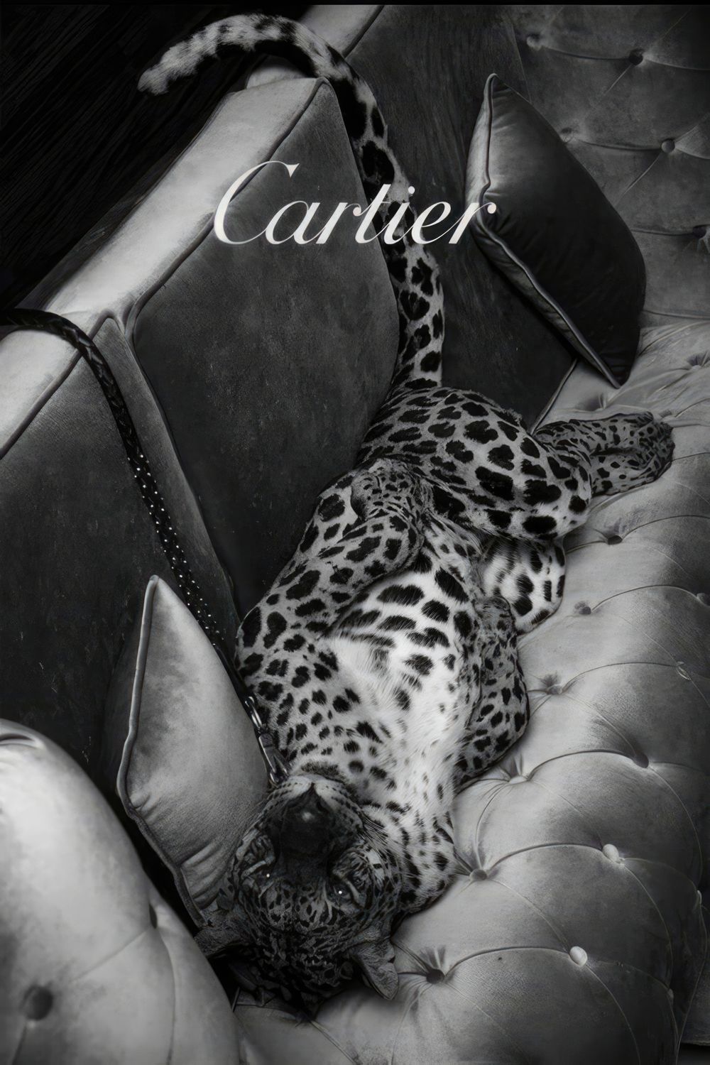 Plakat Cartier Wild Elegance