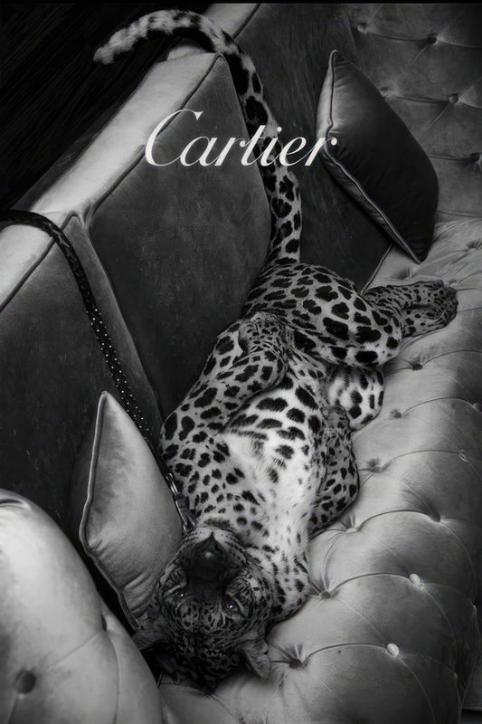Plakat Cartier Wild Elegance