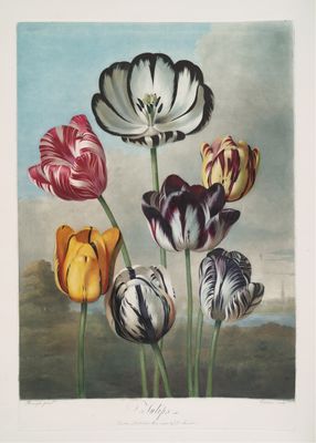 Plakat botaniczny Tulipany – klasyczna ilustracja vintage