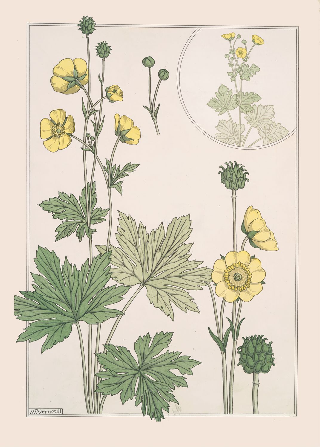 Plakat botaniczny Jaskry – ilustracja roślin vintage