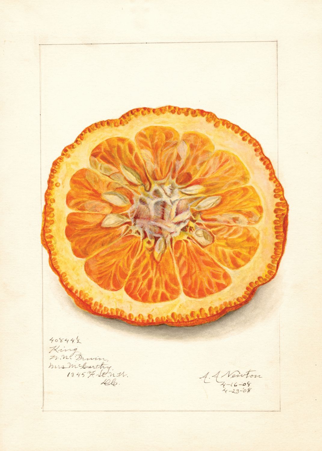 Plakat Pomarańcza – ilustracja vintage