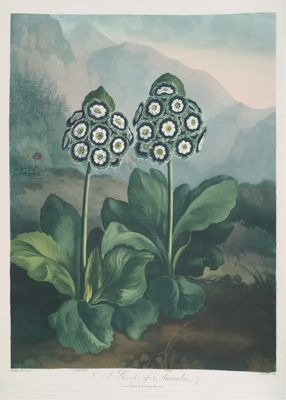 Plakat botaniczny Auricula – vintage ilustracja roślin