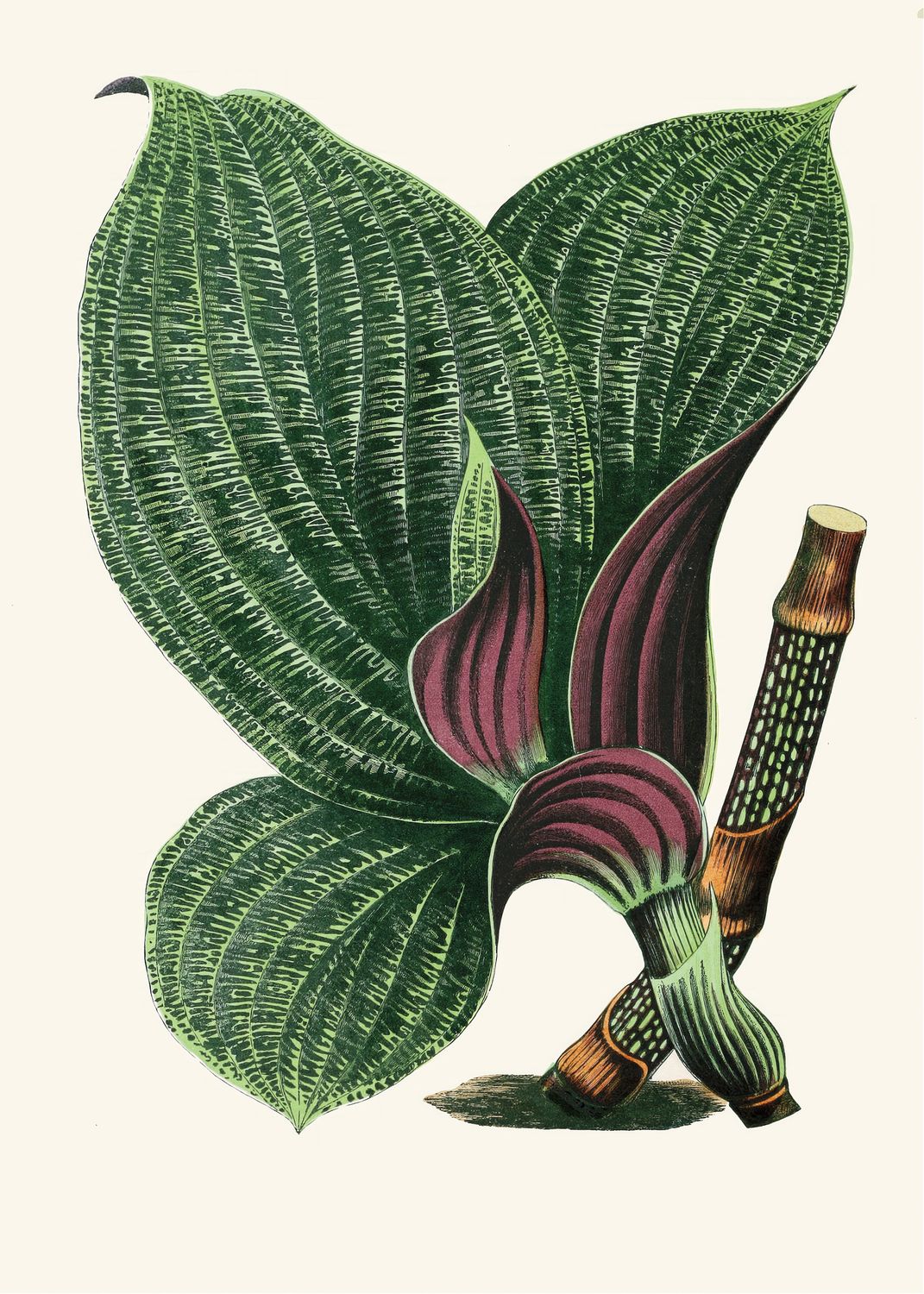 Plakat botaniczny Liście – ilustracja vintage