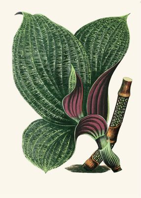 Plakat botaniczny Liście – ilustracja vintage