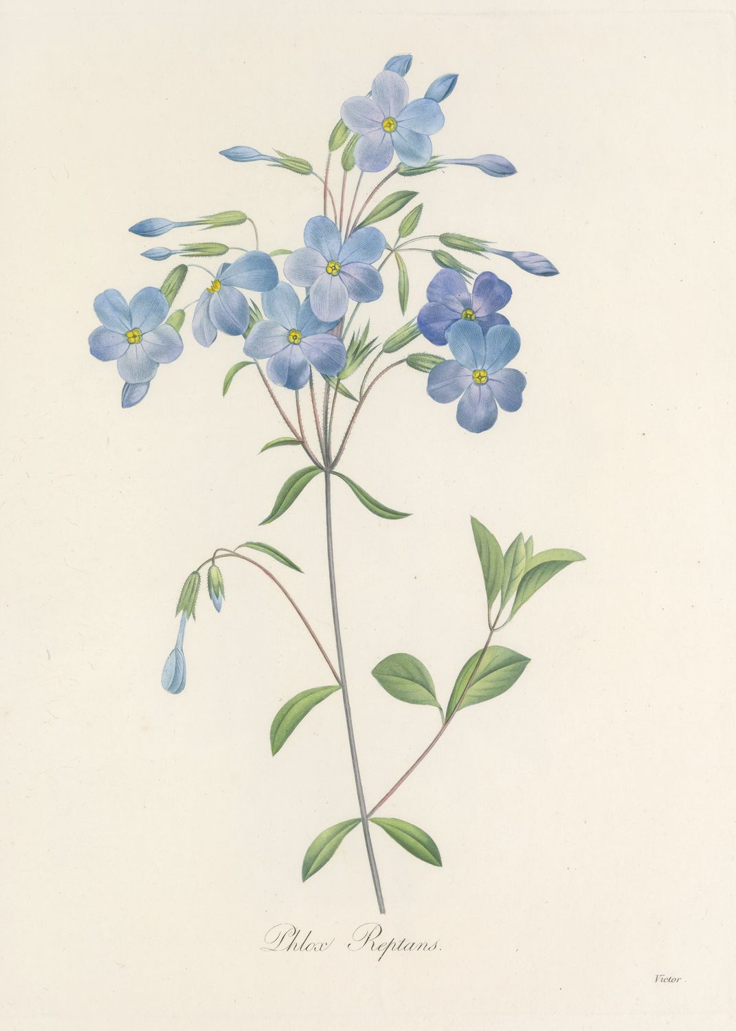 Plakat botaniczny Floks – ilustracja kwiatów vintage