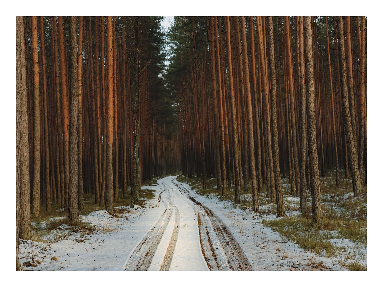 Plakat Droga w Lesie – Fotografia Zimowego Lasu do Salonu