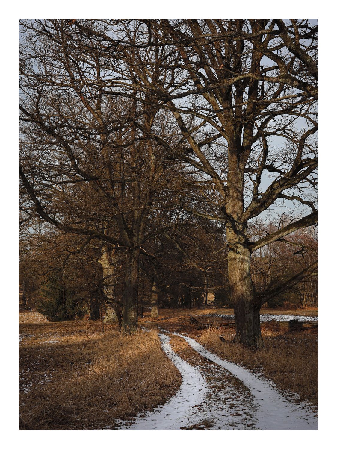 Plakat Droga w Lesie pod Starymi Dębami – Fotografia Natury do Salonu