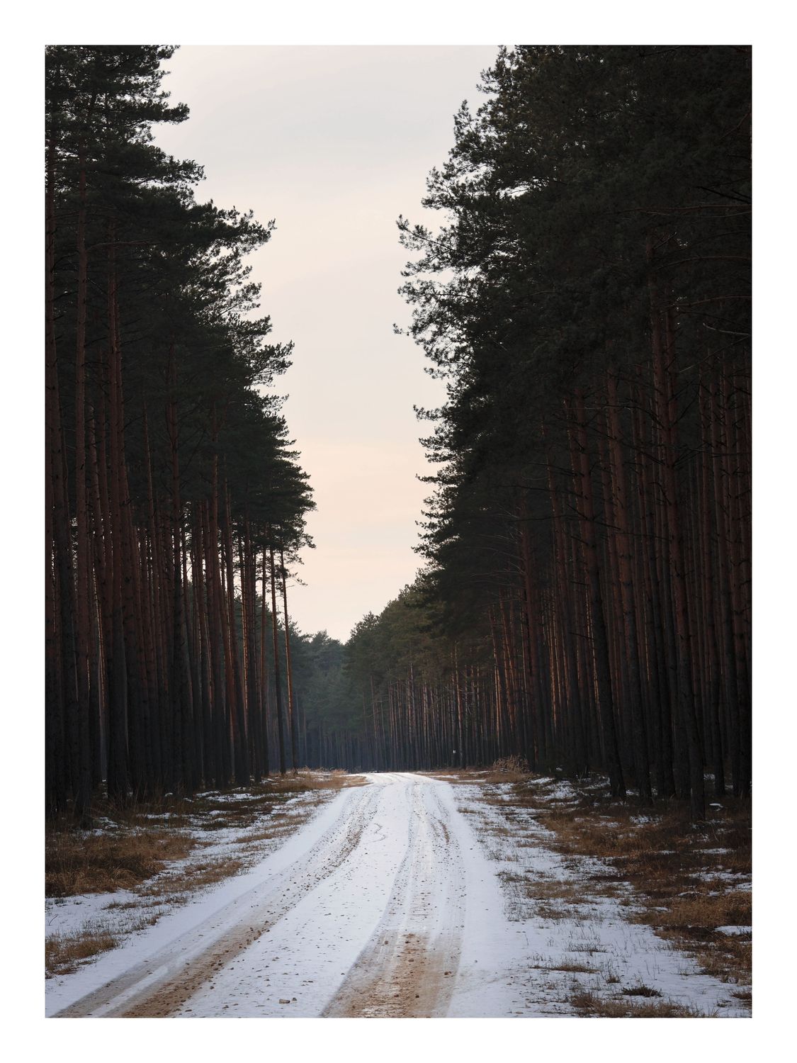 Plakat Droga w Sosnowym Lesie – Minimalistyczna Fotografia do Salonu