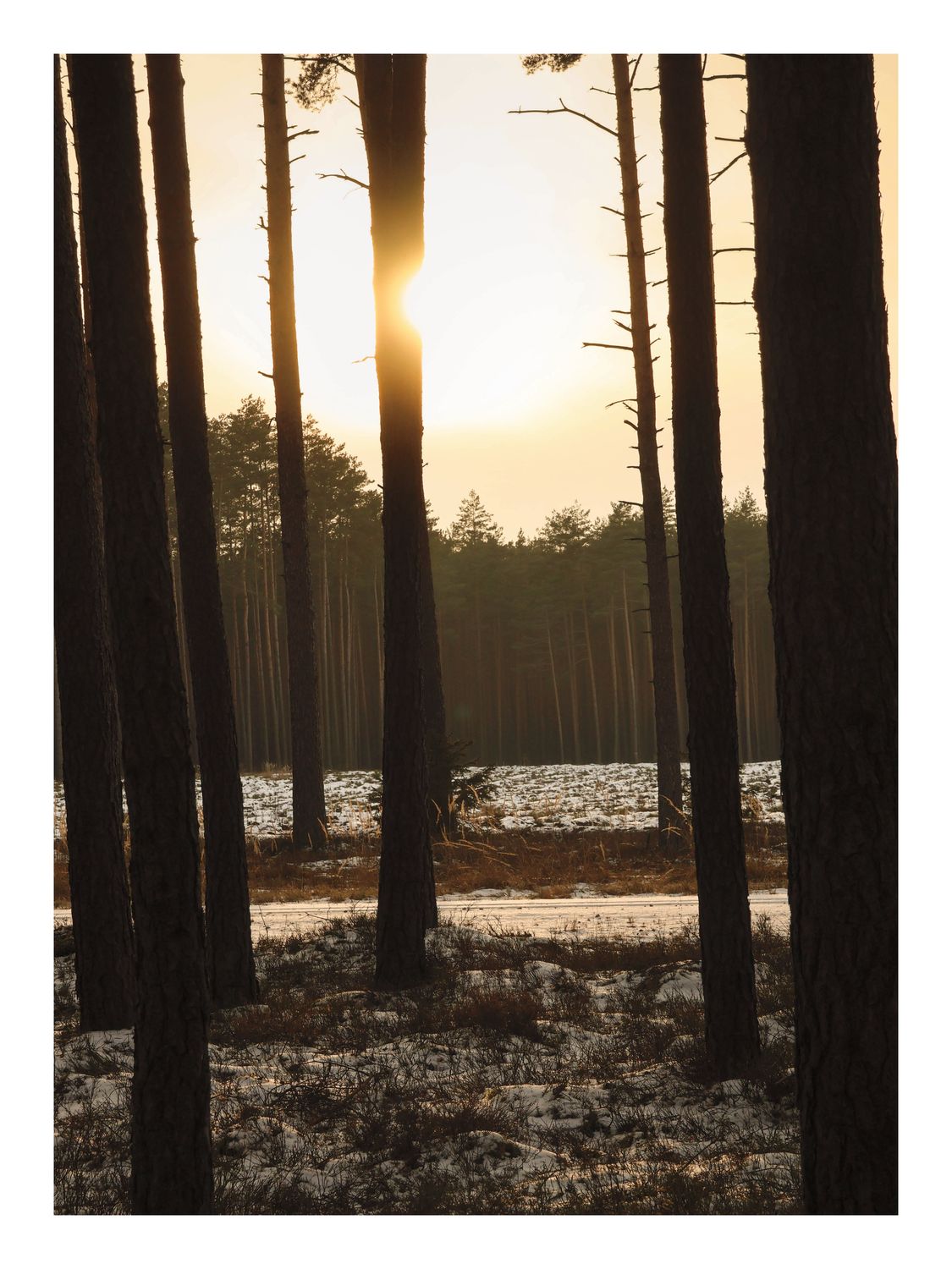 Plakat Zachód Słońca w Lesie – Fotografia Natura do Salonu