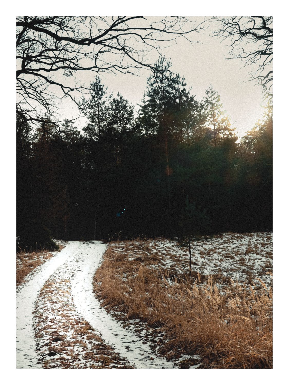 Plakat Zimowa Droga w Lesie – Fotografia Natury do Salonu