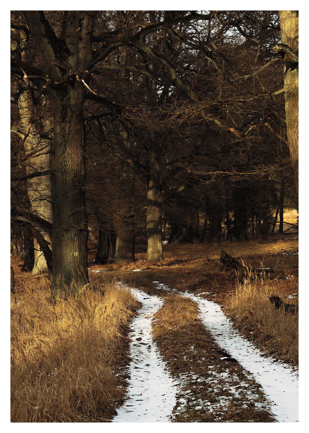 Plakat Leśna Droga – Fotografia Natury w Złotym Świetle