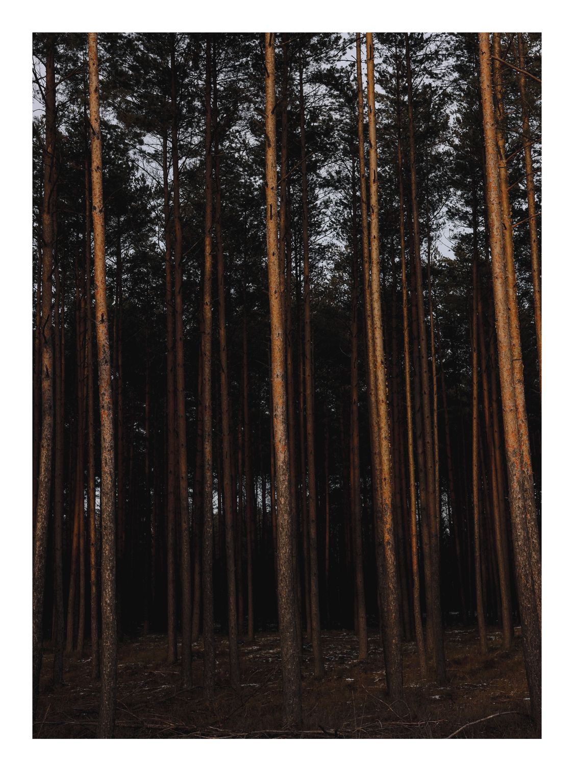 Plakat Ciemny Las – Fotografia Sosen w Złotym Świetle