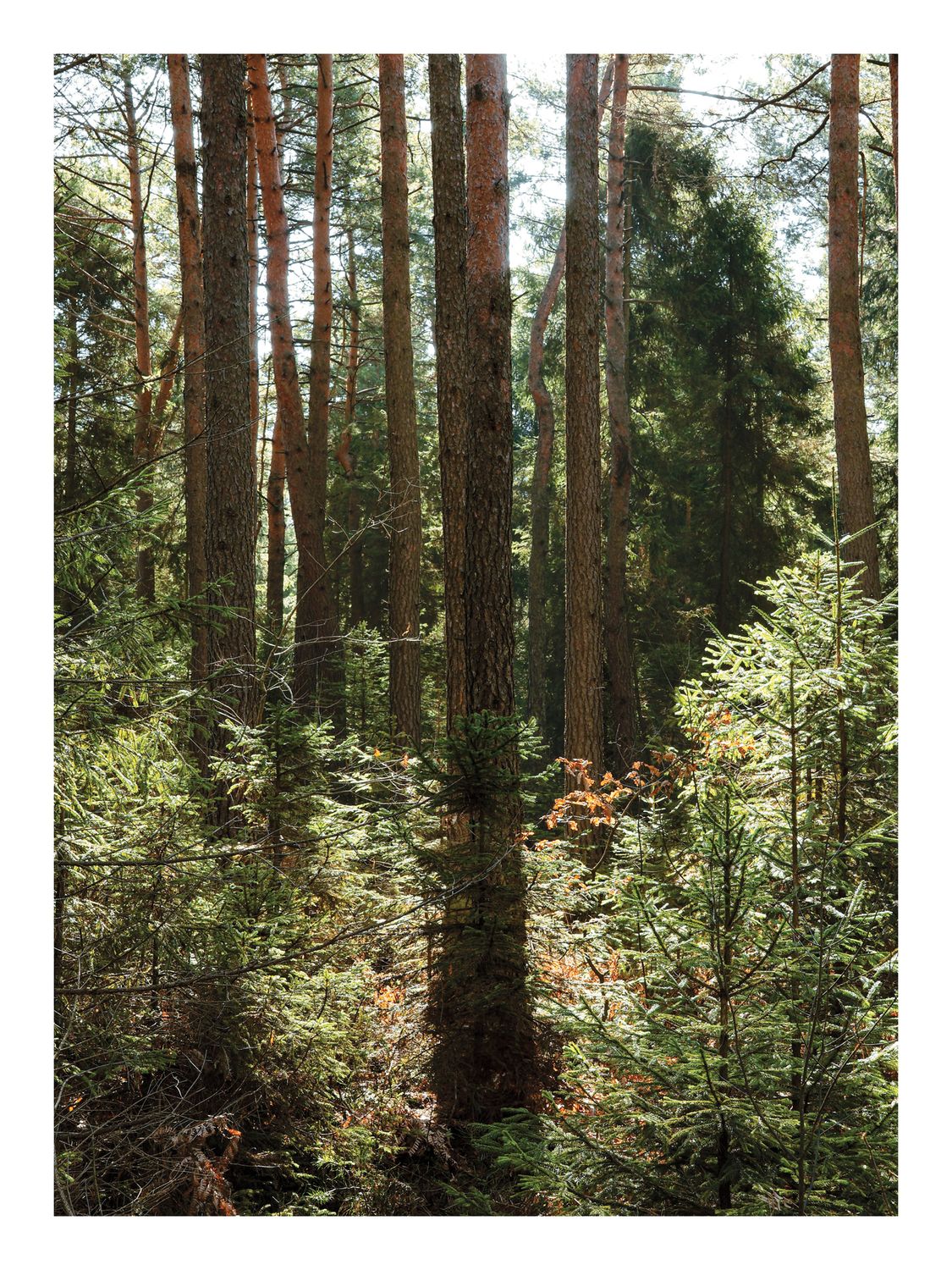 Plakat Zielony Las – Fotografia Sosnowego Lasu do Salonu