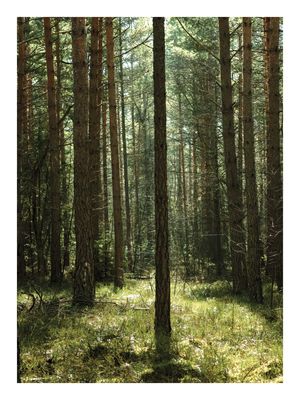 Plakat Sosnowy Las w Promieniach Słońca – Fotografia Natury