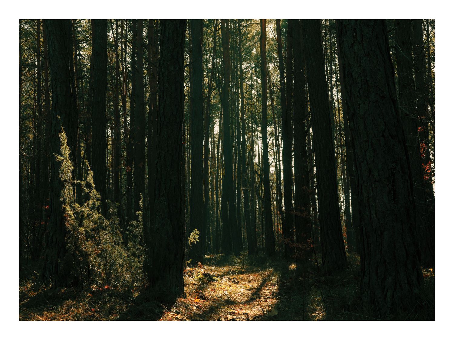 Plakat Tajemniczy Las – Fotografia Lasu ze Światłem