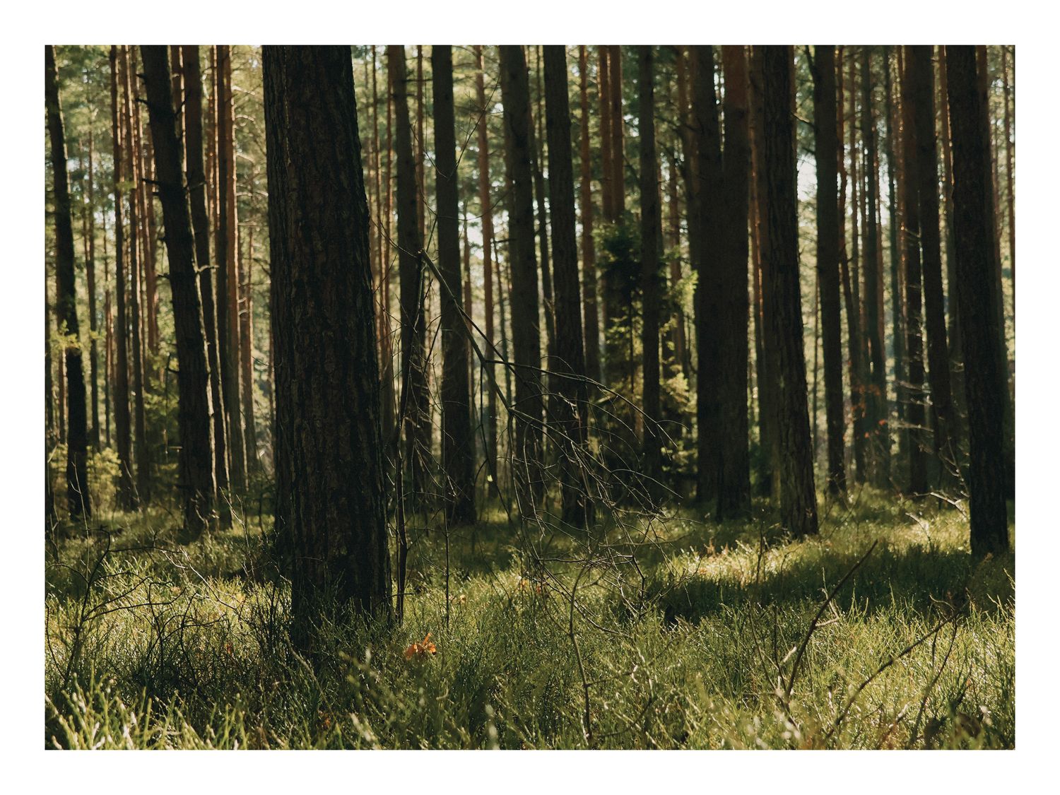 Plakat Sosnowy Las – Fotografia Natury do Salonu