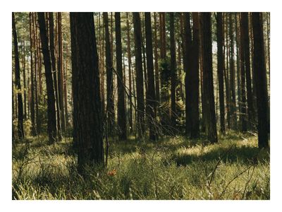 Plakat Sosnowy Las – Fotografia Natury do Salonu