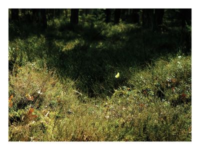 Plakat Leśne Runo w Świetle Słońca – Fotografia Natury