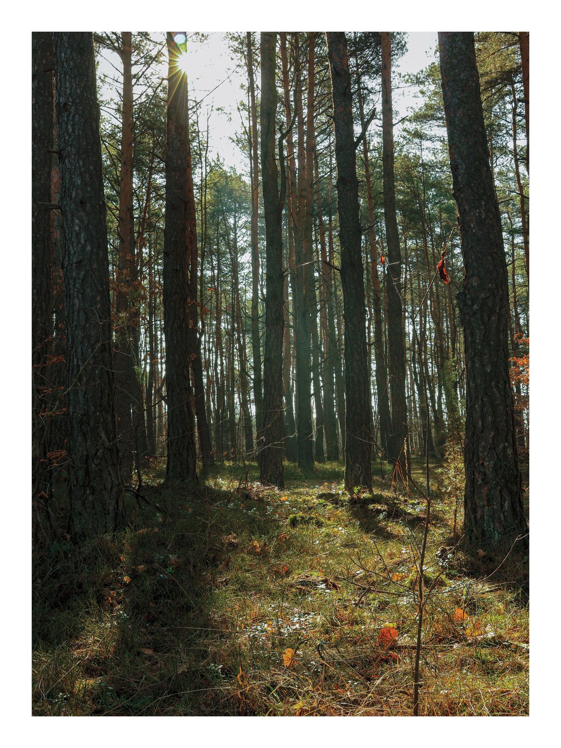 Plakat Las ze Słońcem – Fotografia Sosnowego Lasu do Salonu