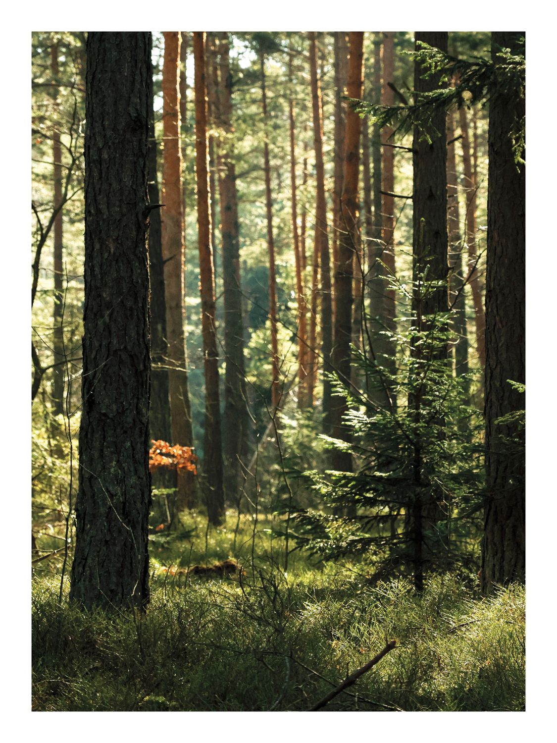 Plakat Las w Świetle Słońca – Fotografia Sosnowego Lasu