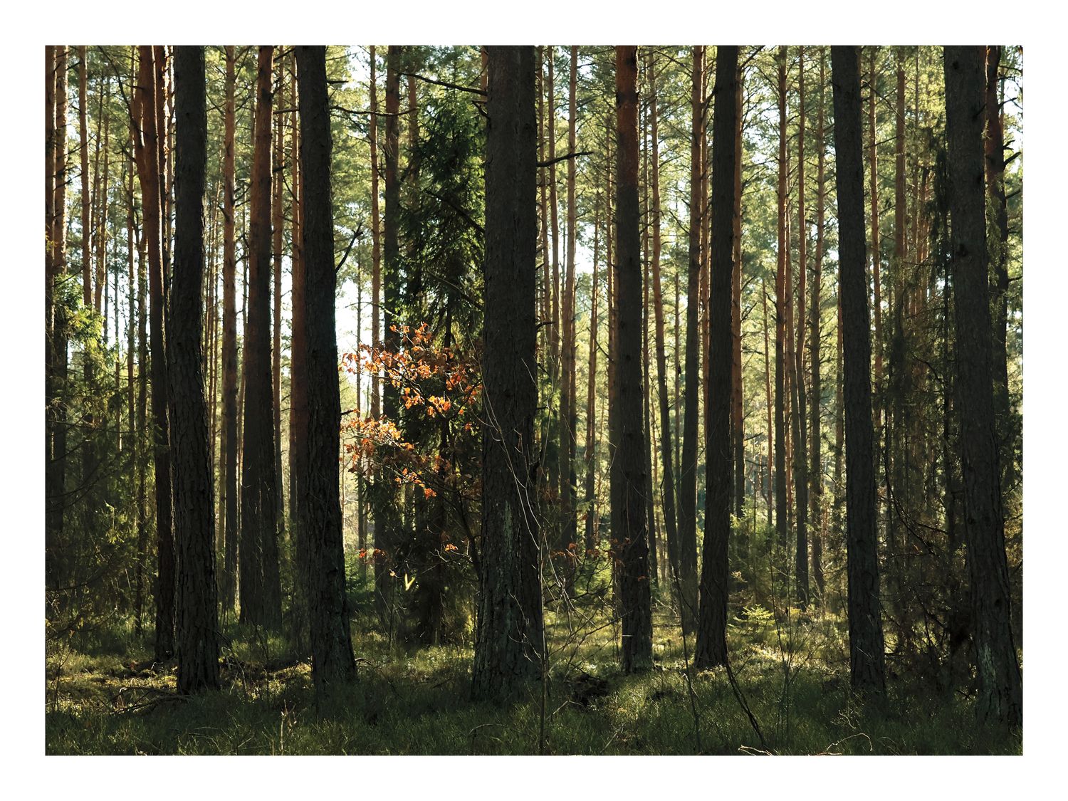 Plakat Sosnowy Las w Naturalnym Świetle – Fotografia Natury