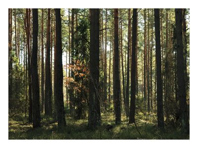 Plakat Sosnowy Las w Naturalnym Świetle – Fotografia Natury