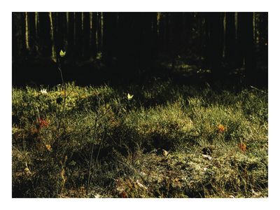 Plakat Światło w Lesie – Fotografia Natury