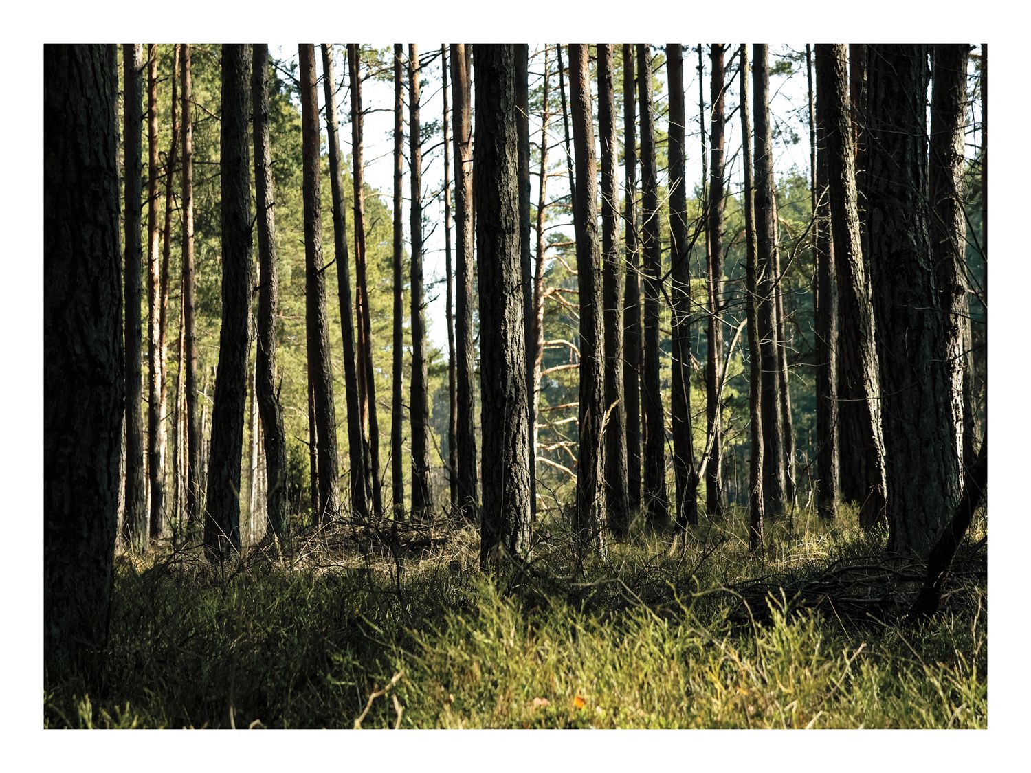 Plakat Sosnowy Las – Fotografia Natury