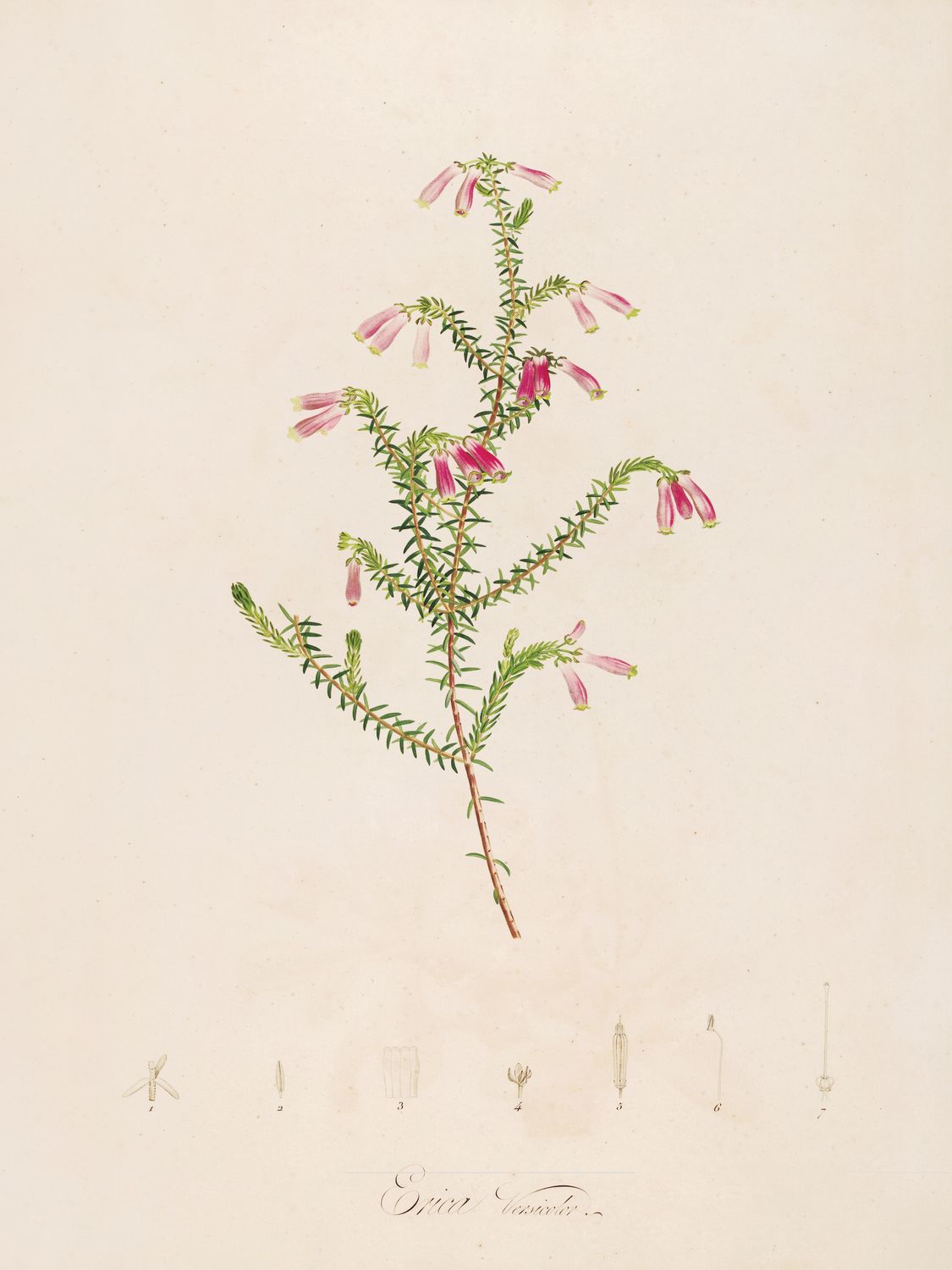 Erica – botaniczna ilustracja wrzosu | plakat vintage