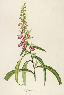 Digitalis purpurea – botaniczna ilustracja naparstnicy | plakat vintage