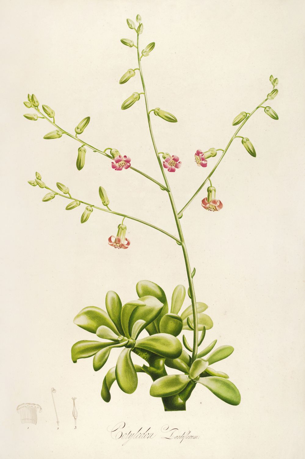 Crassula – botaniczna ilustracja sukulenta | plakat vintage