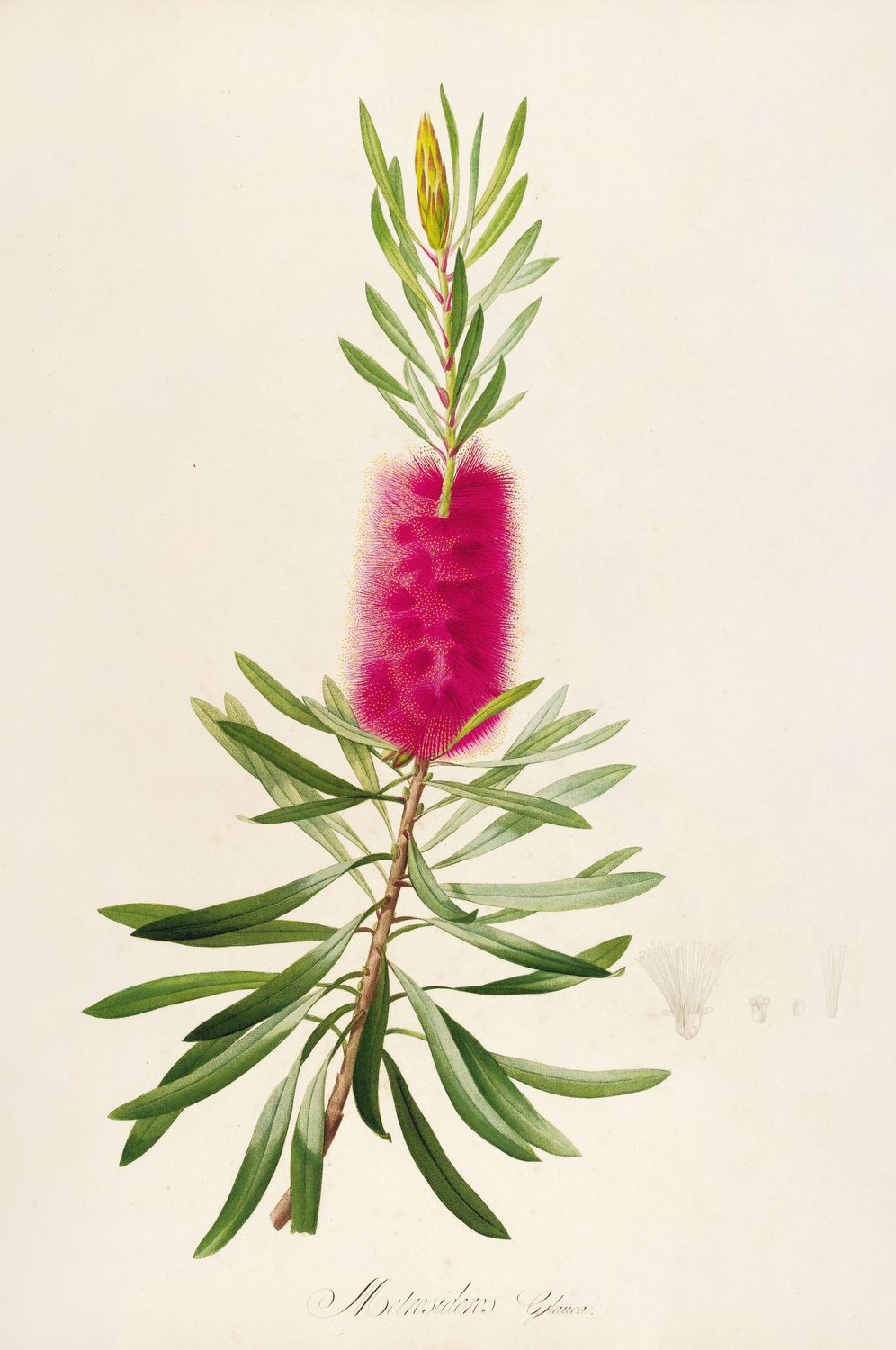 Callistemon – botaniczny plakat z czerwonym bottlebrush