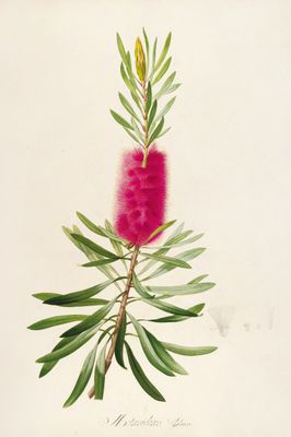 Callistemon – botaniczny plakat z czerwonym bottlebrush